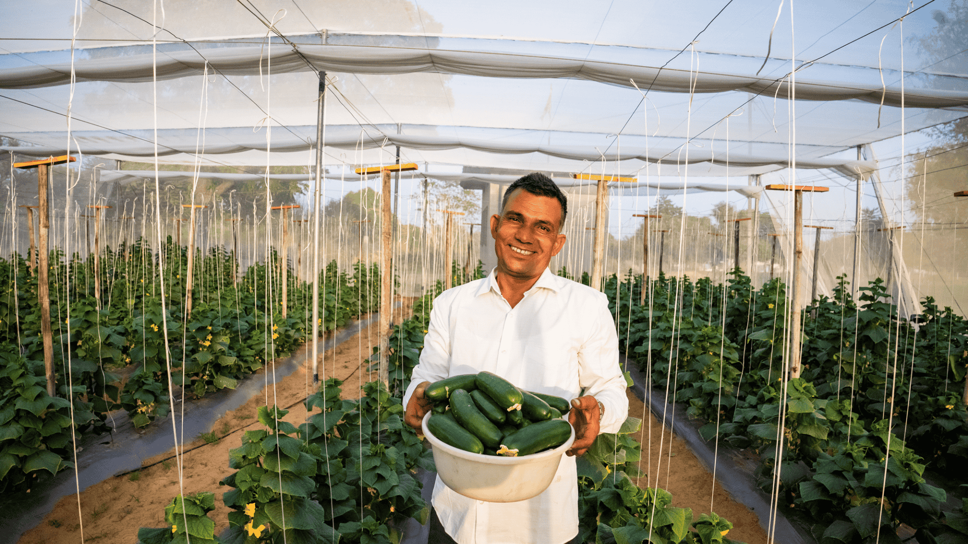 A farmer holding fresh cucumbers inside a Kheyti greenhouse, supported by Scale-Up program by Marico Innocation Foundation.