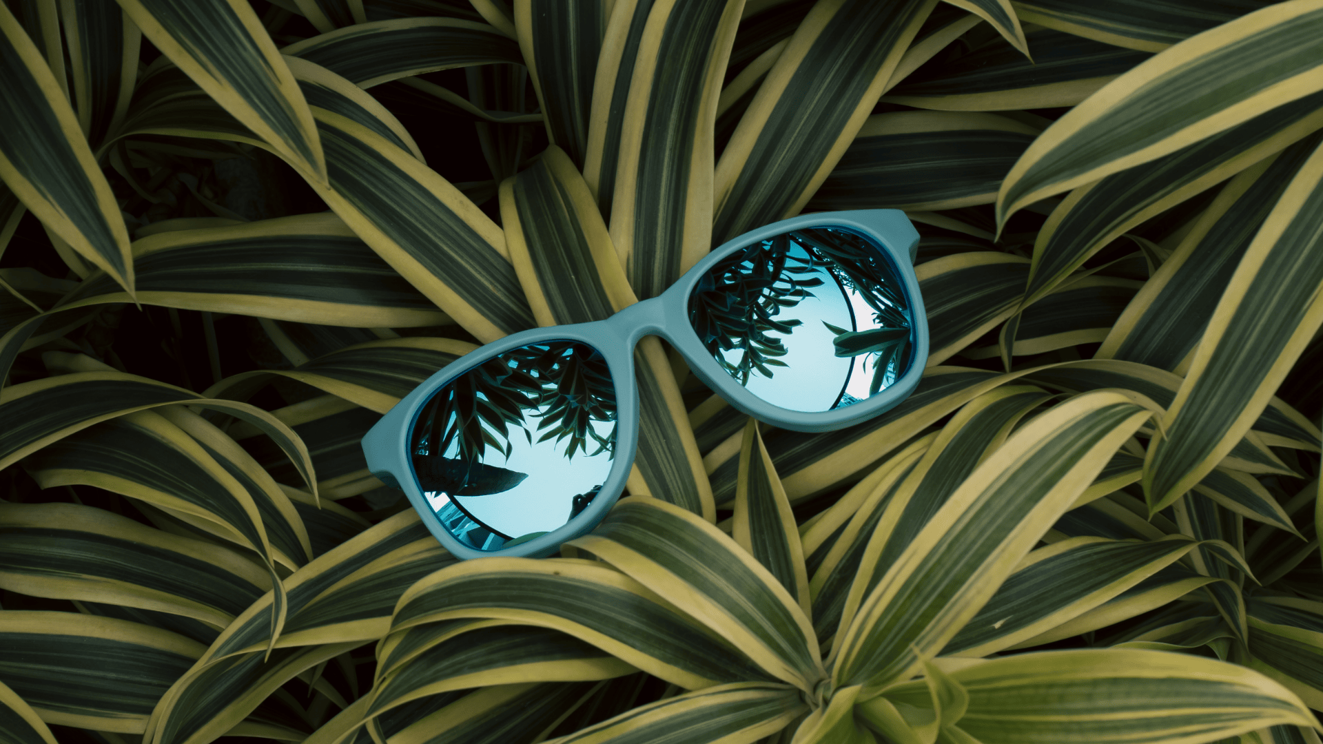 Stylish blue recycled sunglasses made from MLP waste rest on lush green leaves, symbolising sustainable fashion through Without by Ashaya's innovation.