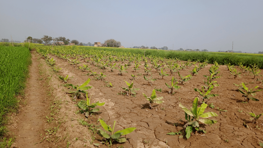 Young banana plants growing in cultivated farmland.