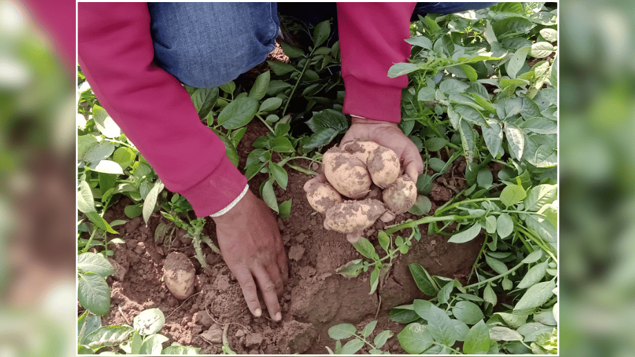 Farmer harvesting freshly dug potatoes from the soil.