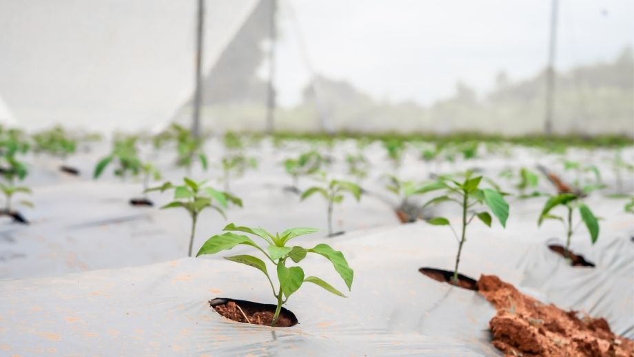 Close-up of small green seedlings growing through plastic mulch inside a greenhouse.