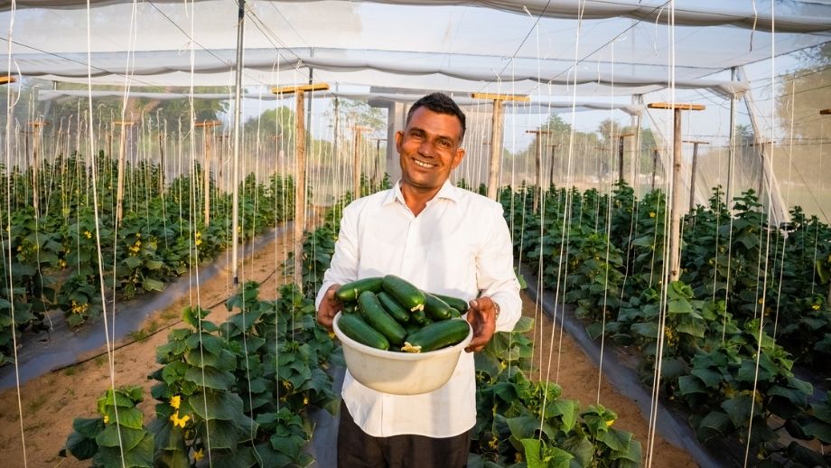Smiling farmer holding a large bowl of fresh cucumbers inside a shade net house
