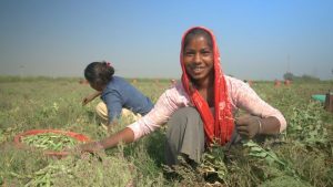 Woman farmer harvesting crops in field d
