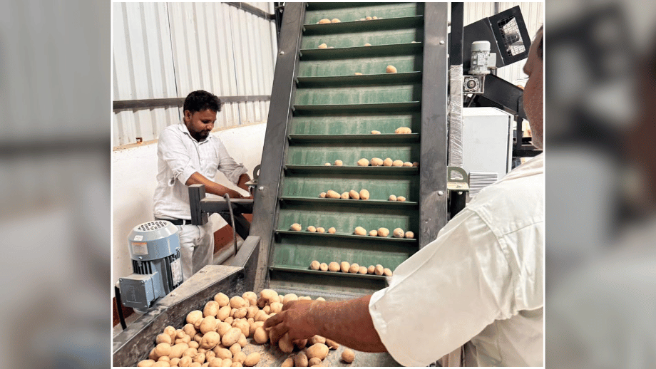 Two men operating a large, green industrial machine sorting and moving potatoes along a conveyor belt.