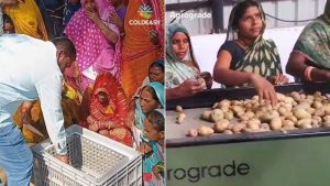 Split image showing a man placing produce into a crate and women using a mechanical potato grader.